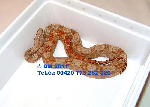 Hadi. Boa constrictor imperator Hog Island Boa