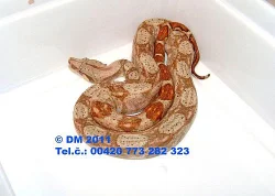 Hadi. Boa constrictor imperator Hog Island Boa