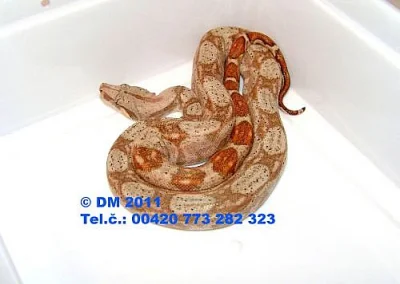 Hadi. Boa constrictor imperator Hog Island Boa