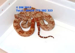 Hadi. Boa constrictor imperator Hog Island Boa