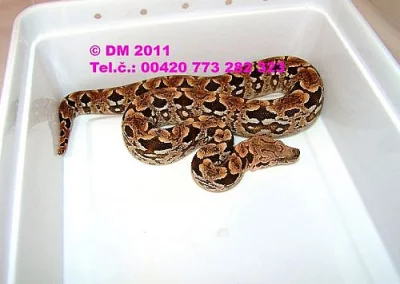 Hadi. Acrantophis dumerili