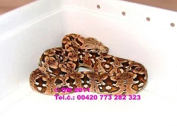 Hadi. Acrantophis dumerili
