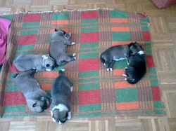 Štěňátka Akita Inu
