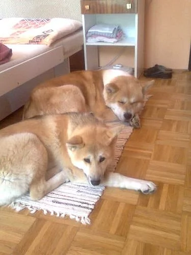 Štěňátka Akita Inu