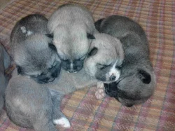 Štěňátka Akita Inu