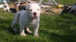 Prodám štěňátka Amerického bulldoka