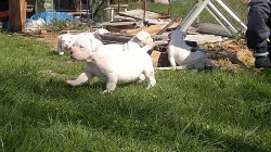 Prodám štěňátka Amerického bulldoka
