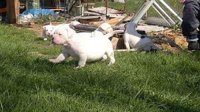 Prodám štěňátka Amerického bulldoka