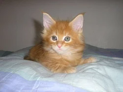 Mainská mývalí koťátka s PP.