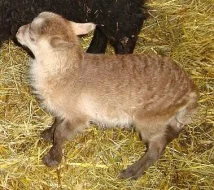 Quessantská mini ovečka na prodej