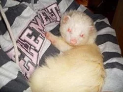 Fretka - zadám freťata