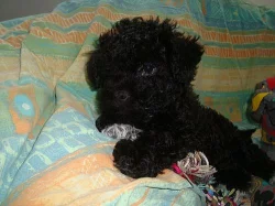 * RUSKÁ BAREVNÁ BOLONKA HLEDÁ DOMOV *