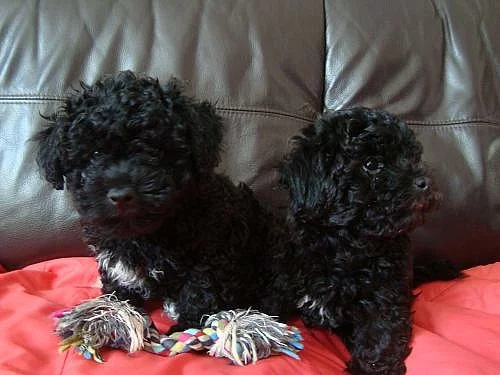 * RUSKÁ BAREVNÁ BOLONKA HLEDÁ DOMOV *