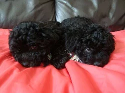 * RUSKÁ BAREVNÁ BOLONKA HLEDÁ DOMOV *