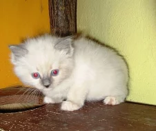 koťátka Ragdoll