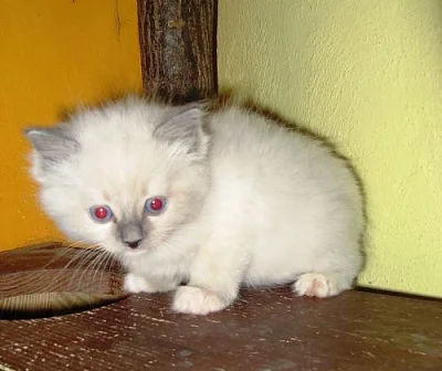 koťátka Ragdoll