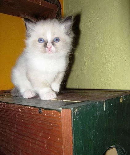 koťátka Ragdoll
