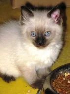 koťátka Ragdoll