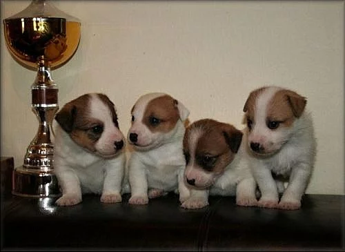 Jack russell terier
