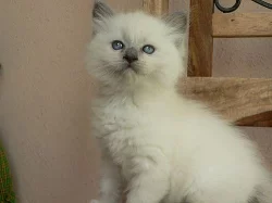 ragdoll s PP