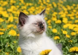 ragdoll s PP