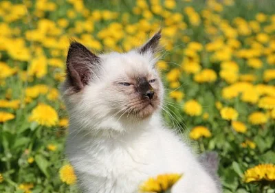 ragdoll s PP