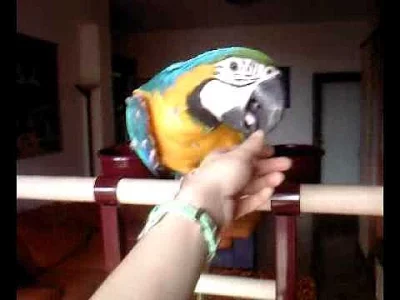 Prodám 2 Ara ararauna