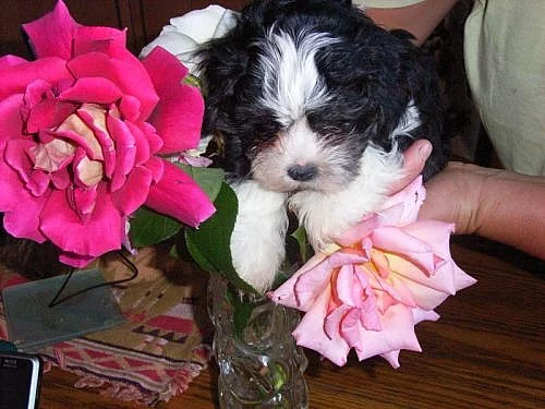 Bišonek-havanský psík