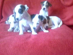 jack russel terierl štěnátka