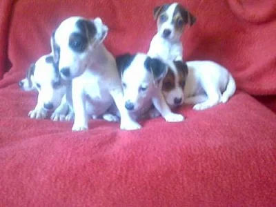 jack russel terierl štěnátka