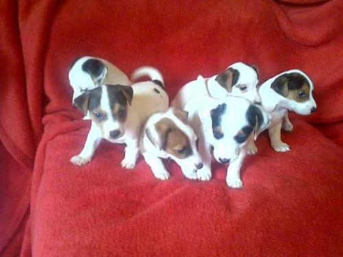 jack russel terierl štěnátka