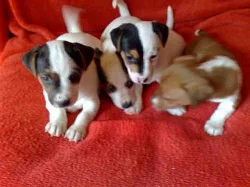 jack russel terierl štěnátka