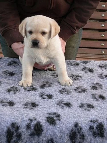 Labrador retriever fenky s PP