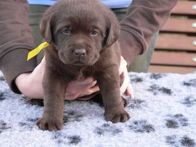 Labrador retriever fenky s PP