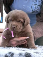 Labrador retriever fenky s PP