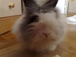 Prodám králíčka Teddy