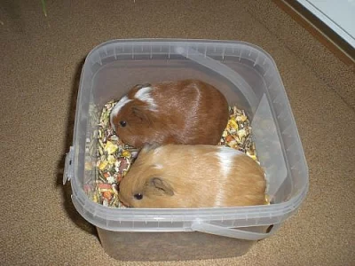Daruji dva morčecí chlapečky