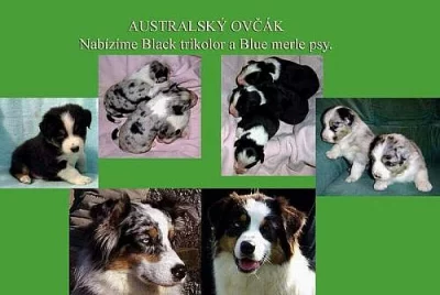 Australský ovčák