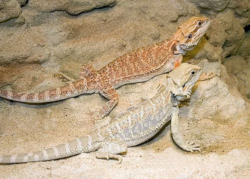 KOUPÍM agamy vousatá+chameleon jemenský- koupím