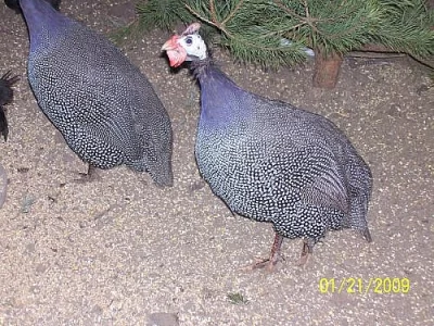 násadová vejce masných perliček a arakaun