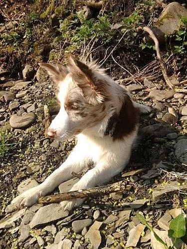 Border Collie s PP