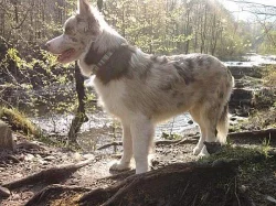 Border Collie s PP