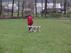 Border Collie s PP