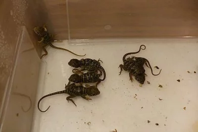 CROTAPHYTUS COLLARIS