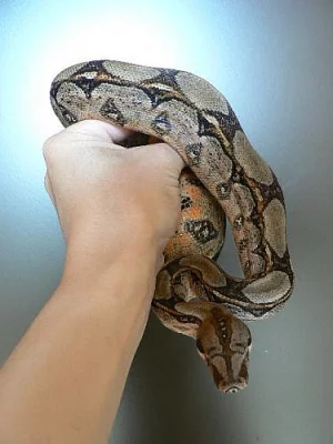 Boa constrictor imperator - Honduras Nikaragua