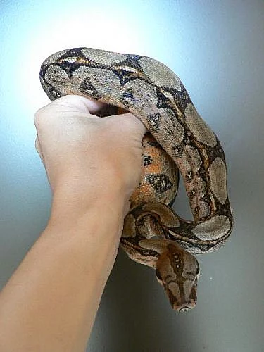 Boa constrictor imperator - Honduras Nikaragua