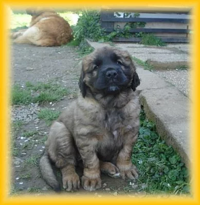 Leonberger - štěňátka s PP