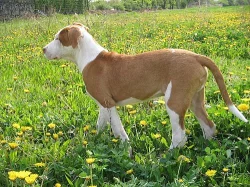 Štěňata am. pitbull teriera registr ADBA