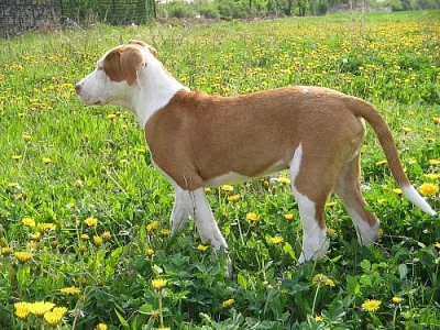 Štěňata am. pitbull teriera registr ADBA