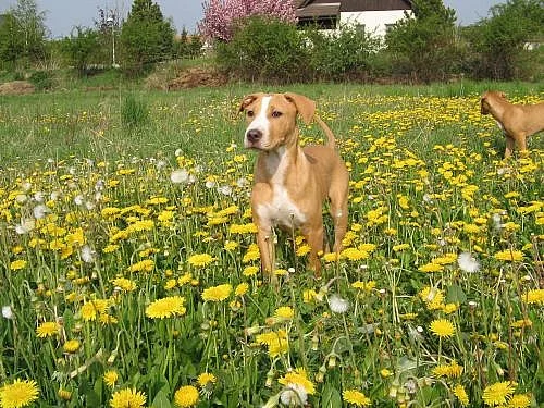 Štěňata am. pitbull teriera registr ADBA